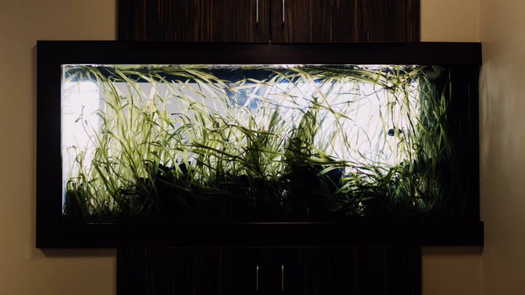 Rectangular wall-mounted aquarium framed in dark wood, filled with tall green aquatic plants behind glass.